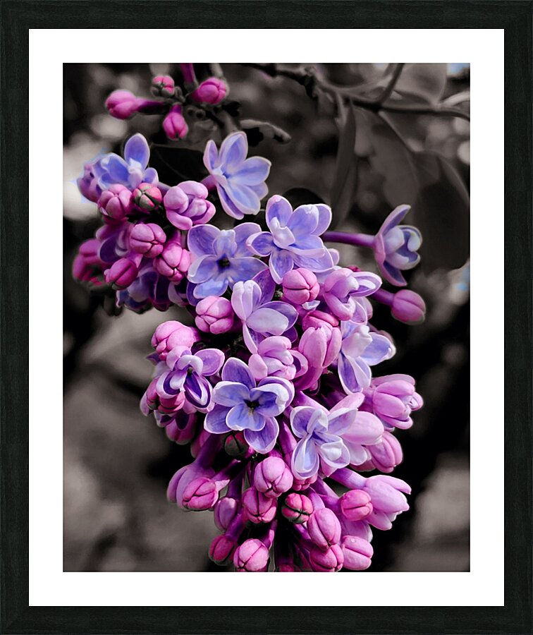 Lilac Picture Frame print