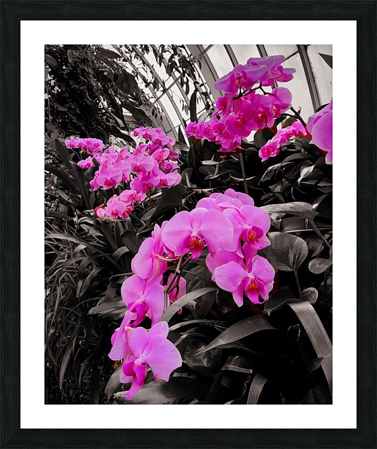 Orchids 2 Picture Frame print