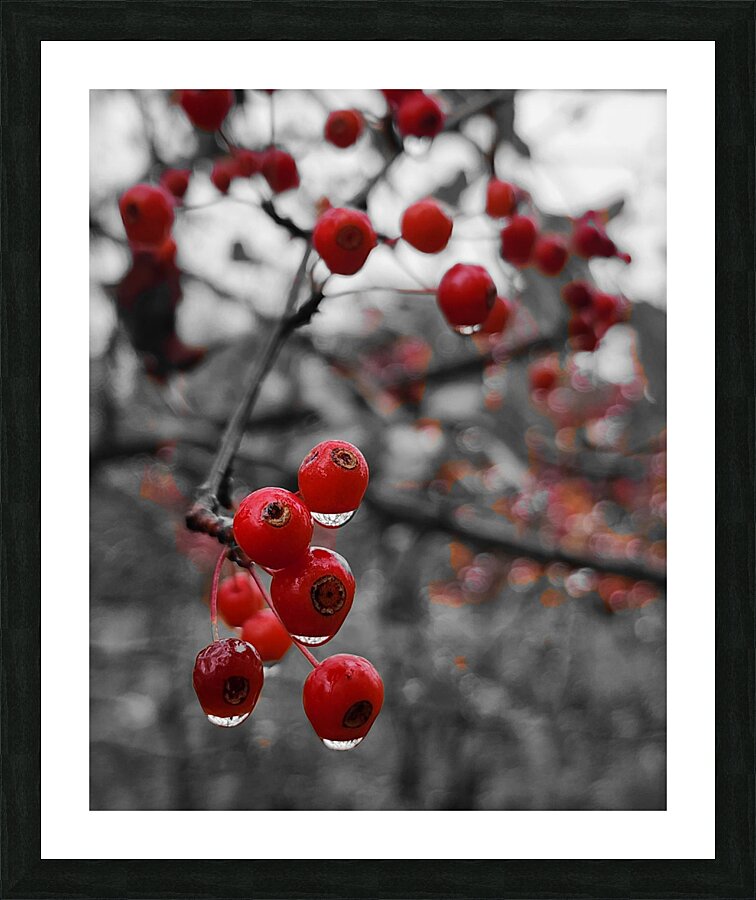 Siberian Crabapple Picture Frame print