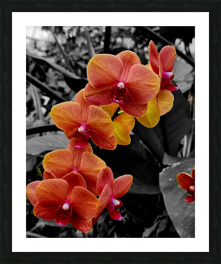 Orchids 4 Picture Frame print