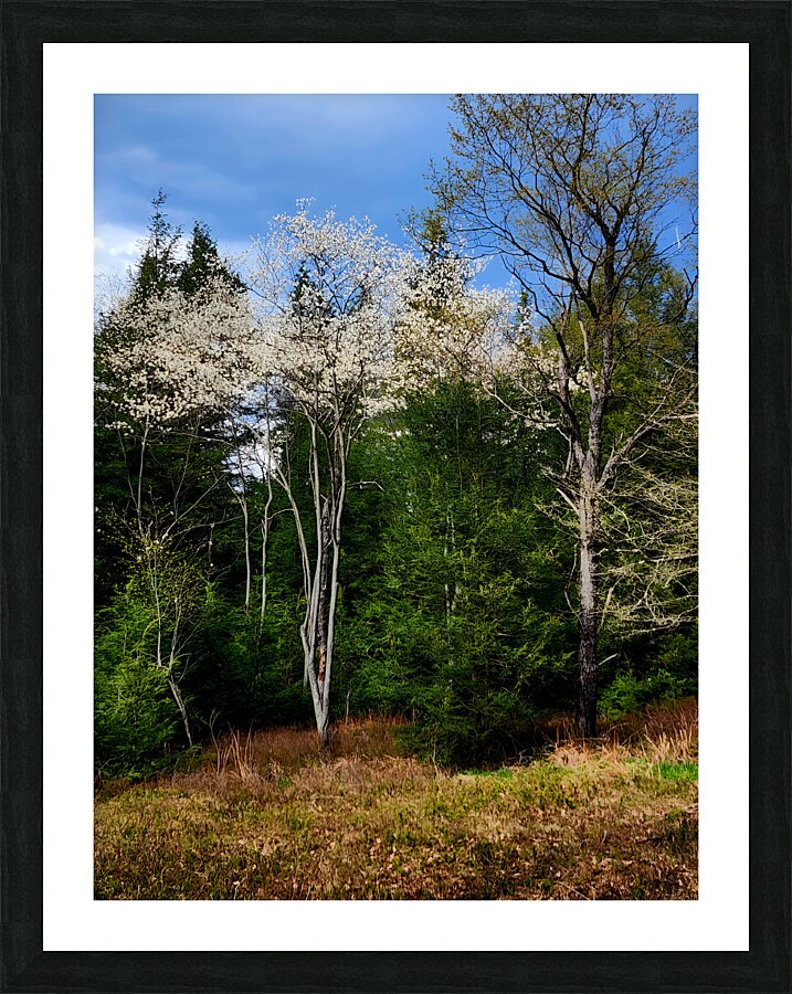 Gallitzin State Forest Picture Frame print