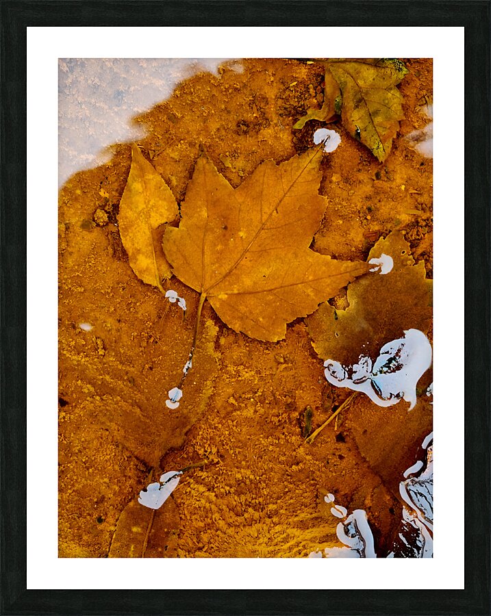 Red Maple Encased In Iron Oxide Impression et Cadre photo