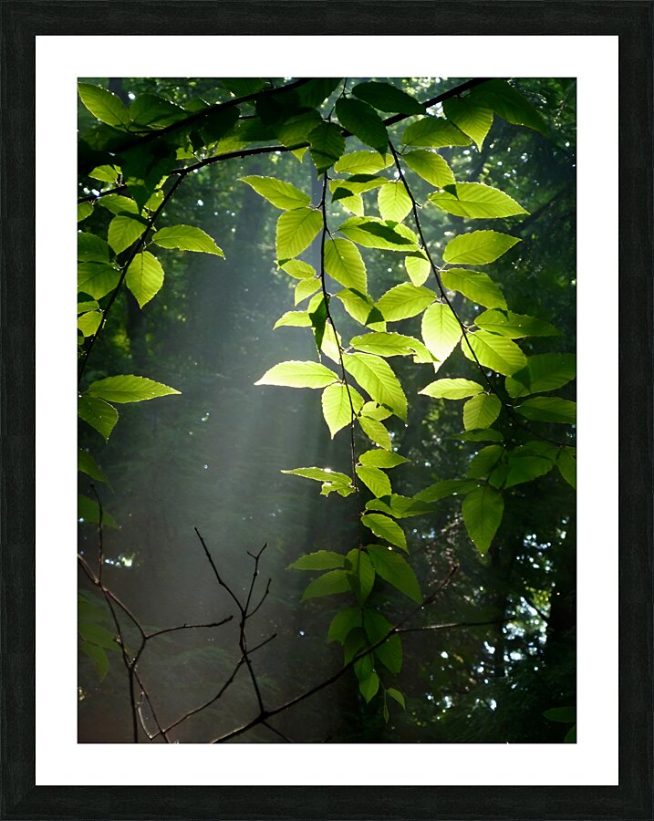 Beech Trees Picture Frame print