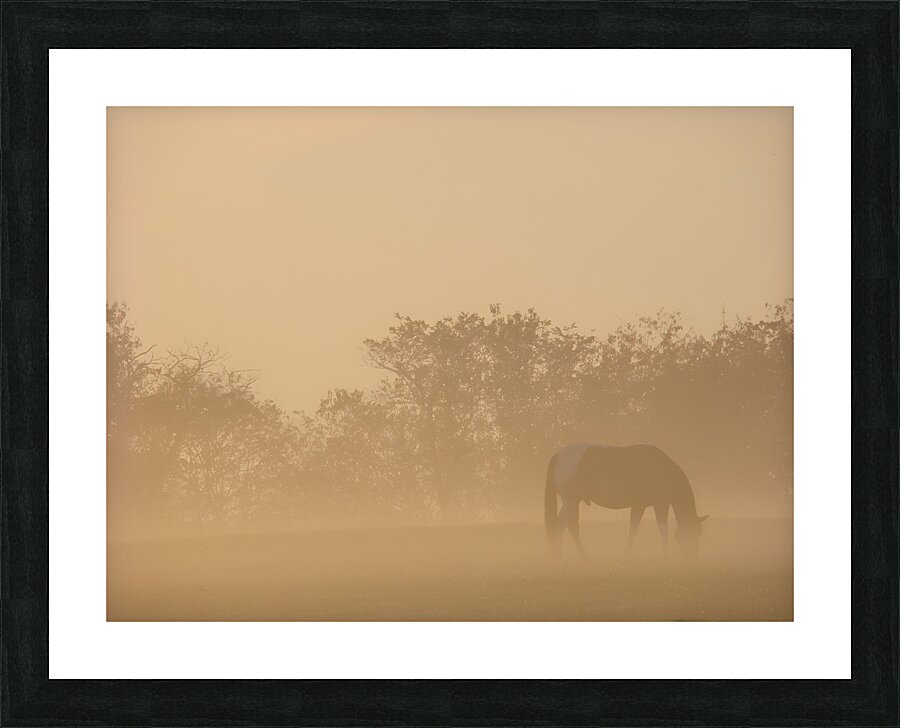 Misty Morning Grazing Picture Frame print