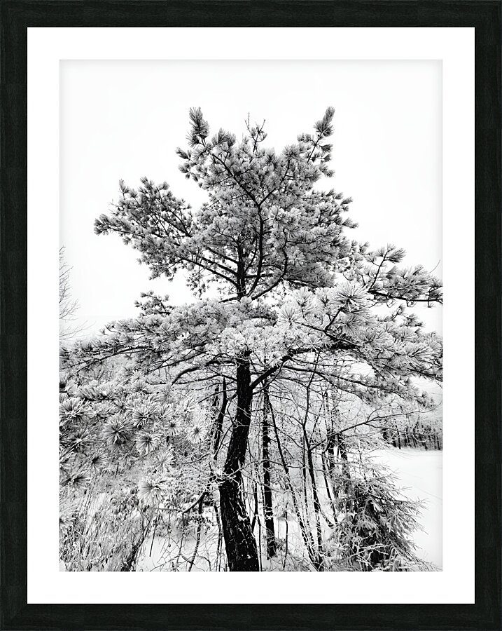 Snowy White Pine Picture Frame print