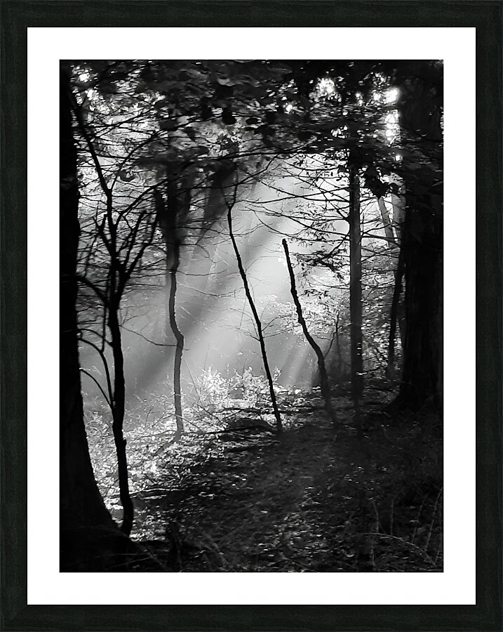 Morning Sunlight Picture Frame print