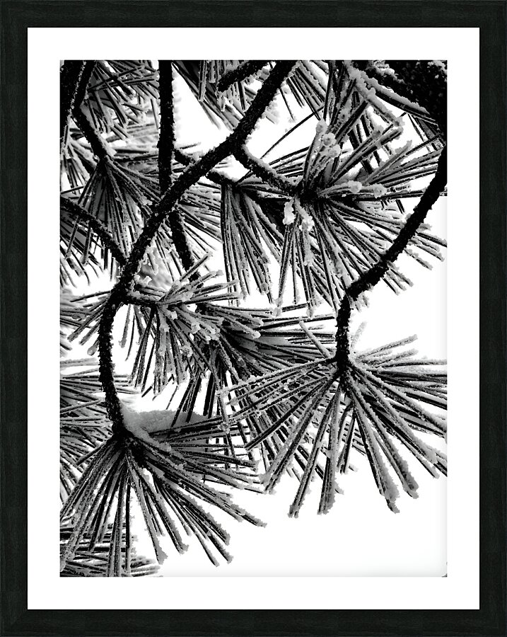 Snowy Conifer Picture Frame print