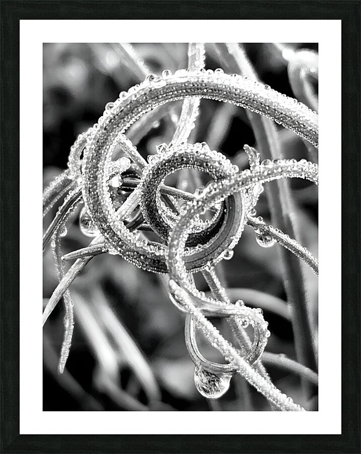 Natural Curl Picture Frame print