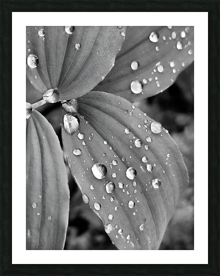Raindrops Picture Frame print