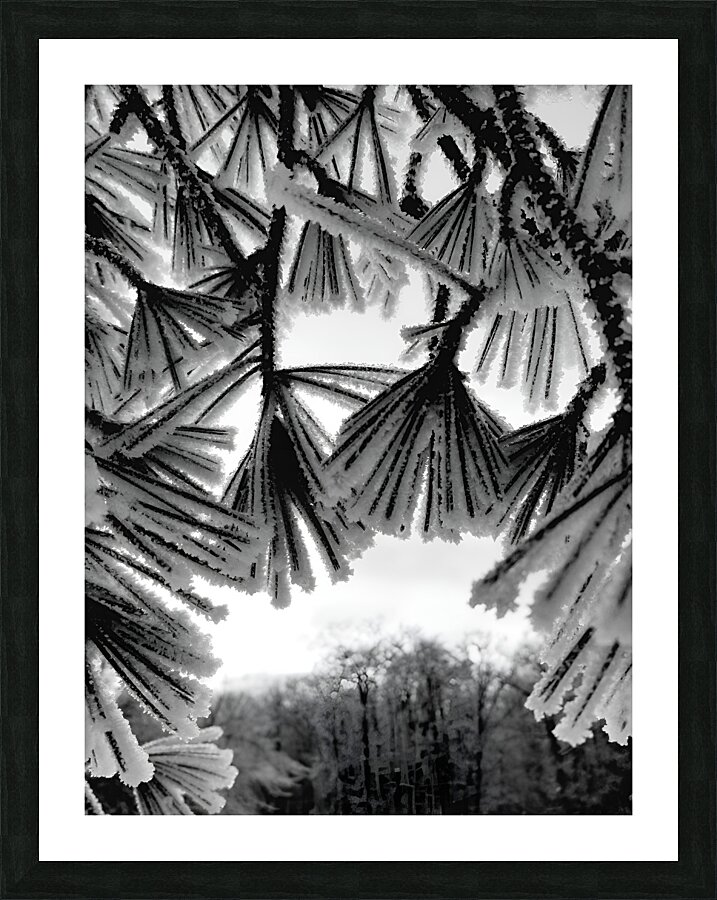 Snowy Conifer 1 Picture Frame print