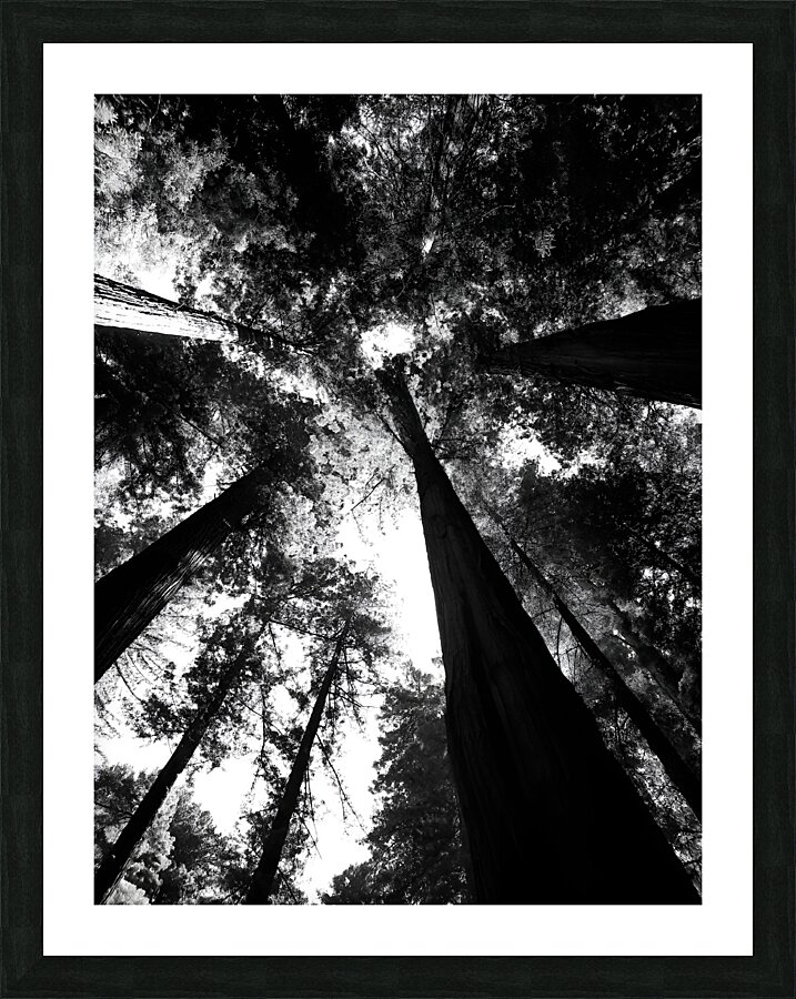 Redwoods Picture Frame print