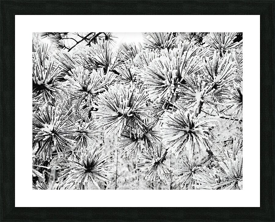 Snowy Conifer Picture Frame print