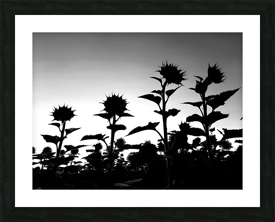 Sunflower Silhouette Picture Frame print