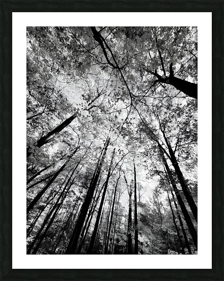 Forest Canopy Picture Frame print