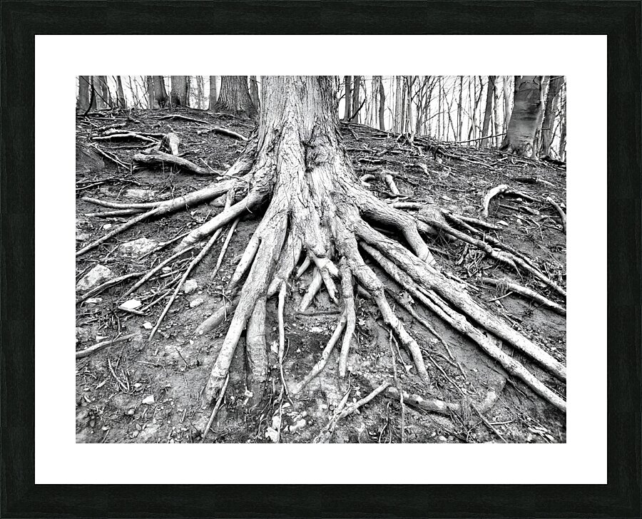 Root Flare Picture Frame print