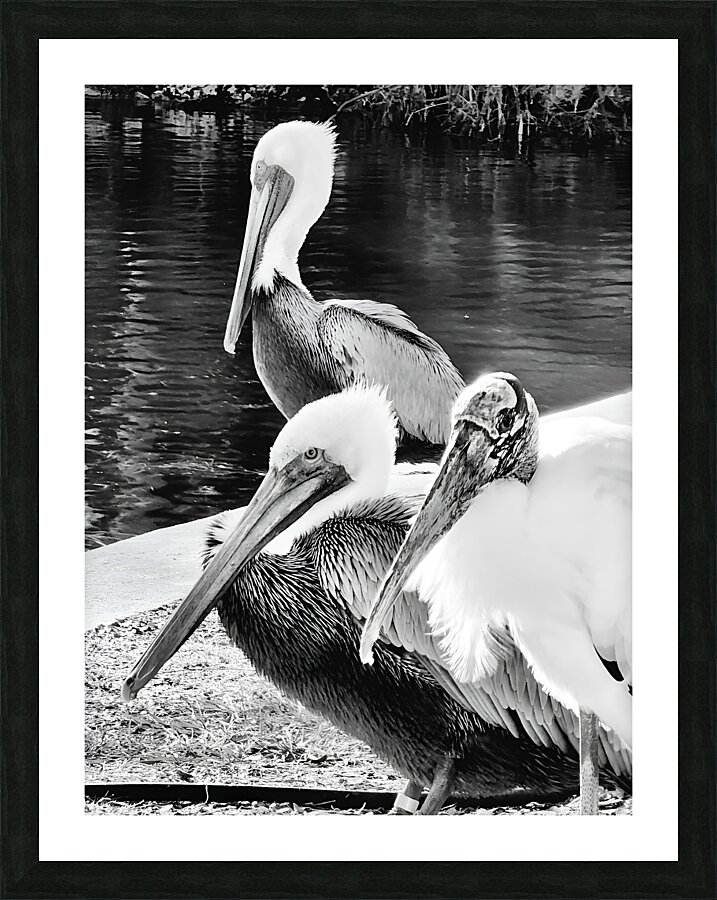 Stork Trio Picture Frame print