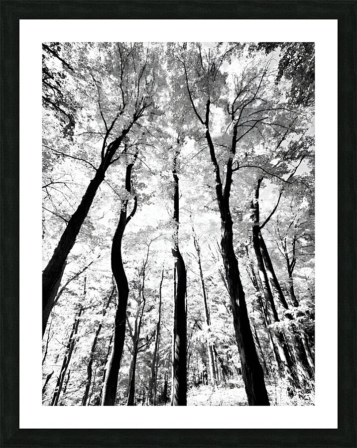 Pennsylvania Woods Picture Frame print