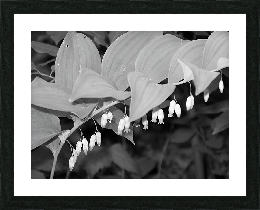 Solomon Seal Picture Frame print