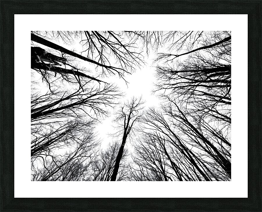 Winter Canopy Picture Frame print