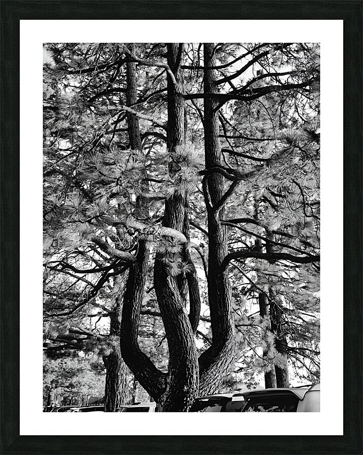 Evergreen Trident Impression et Cadre photo