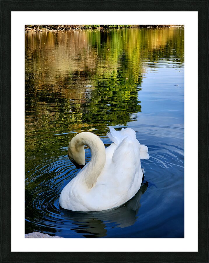 Swan 3 Picture Frame print