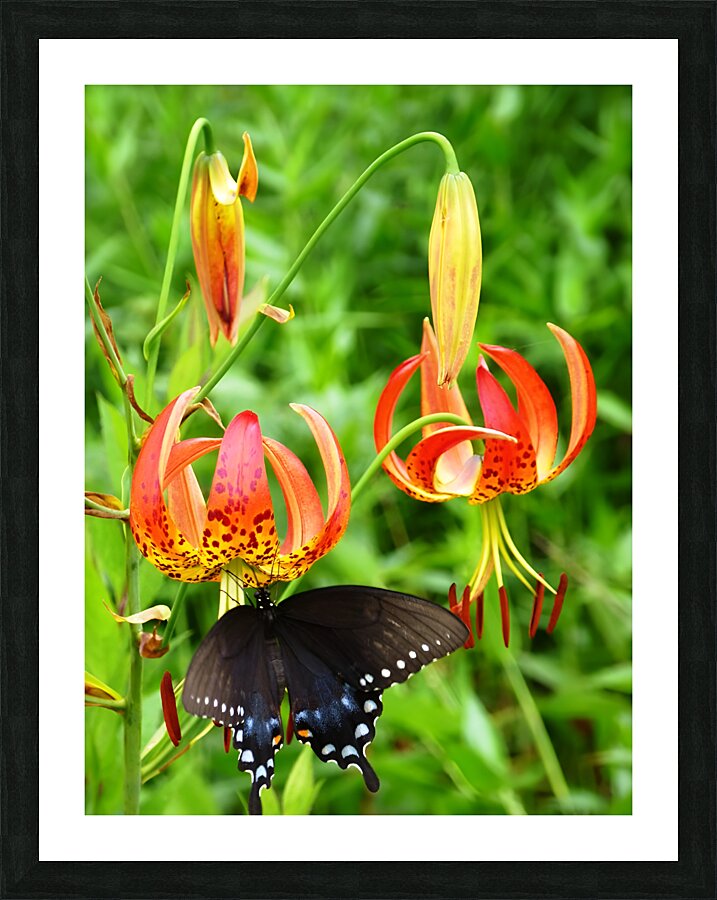 Black Swallowtail On Turks Cap Picture Frame print