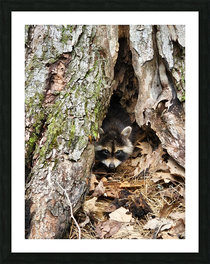 Racoon Kit Picture Frame print