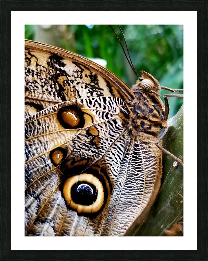 Owl Butterfly Picture Frame print