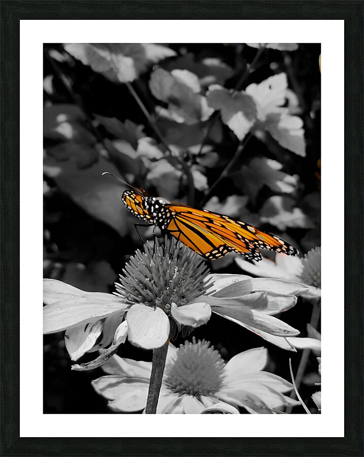 Monarch Highlight Picture Frame print