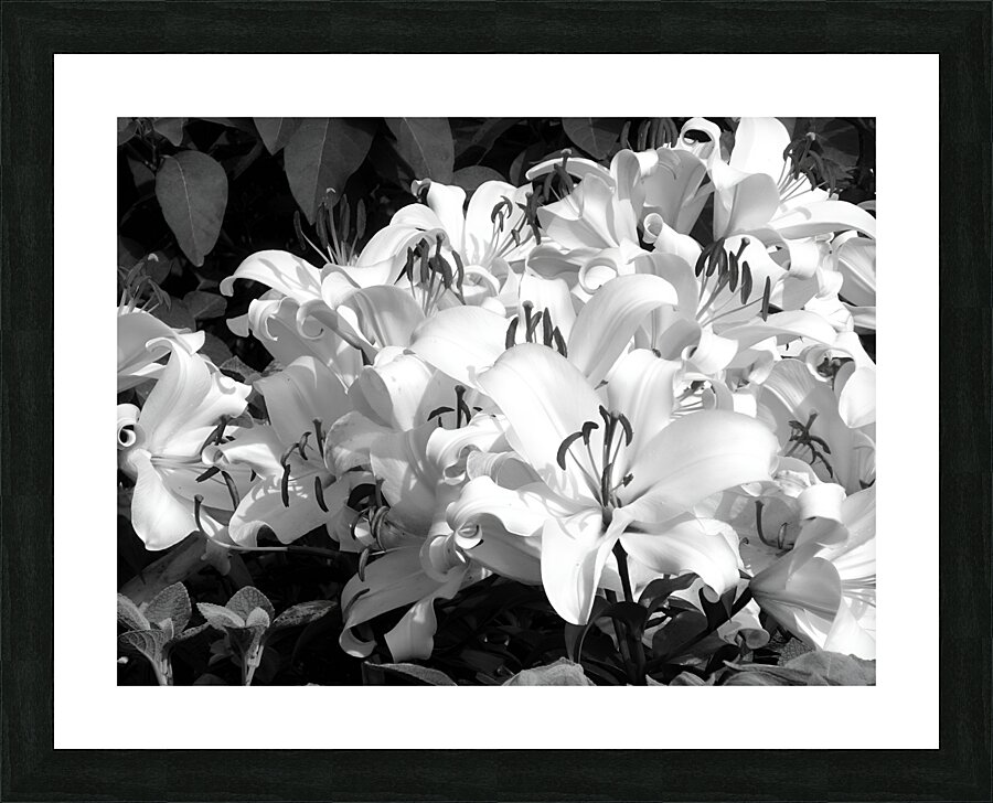 Lilies Picture Frame print