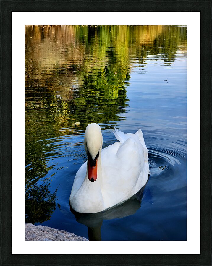Swan 2 Picture Frame print