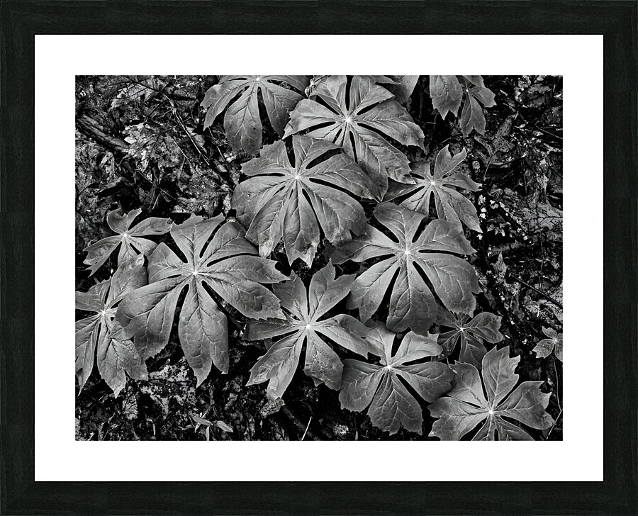 Mayapples Picture Frame print
