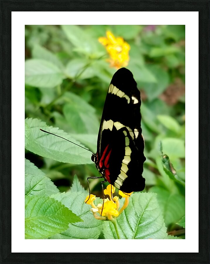 Butterfly Picture Frame print