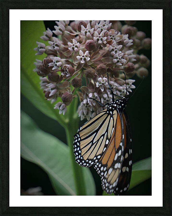 Monarch On Milkweed Picture Frame print