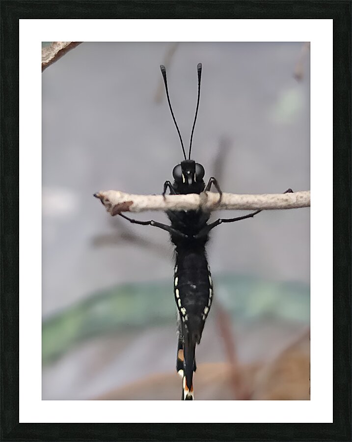 Butterfly Pullup Picture Frame print