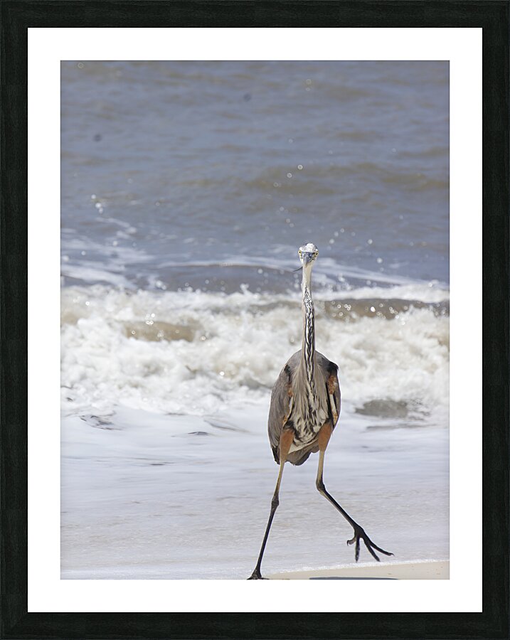 Sneaky Blue Heron Picture Frame print