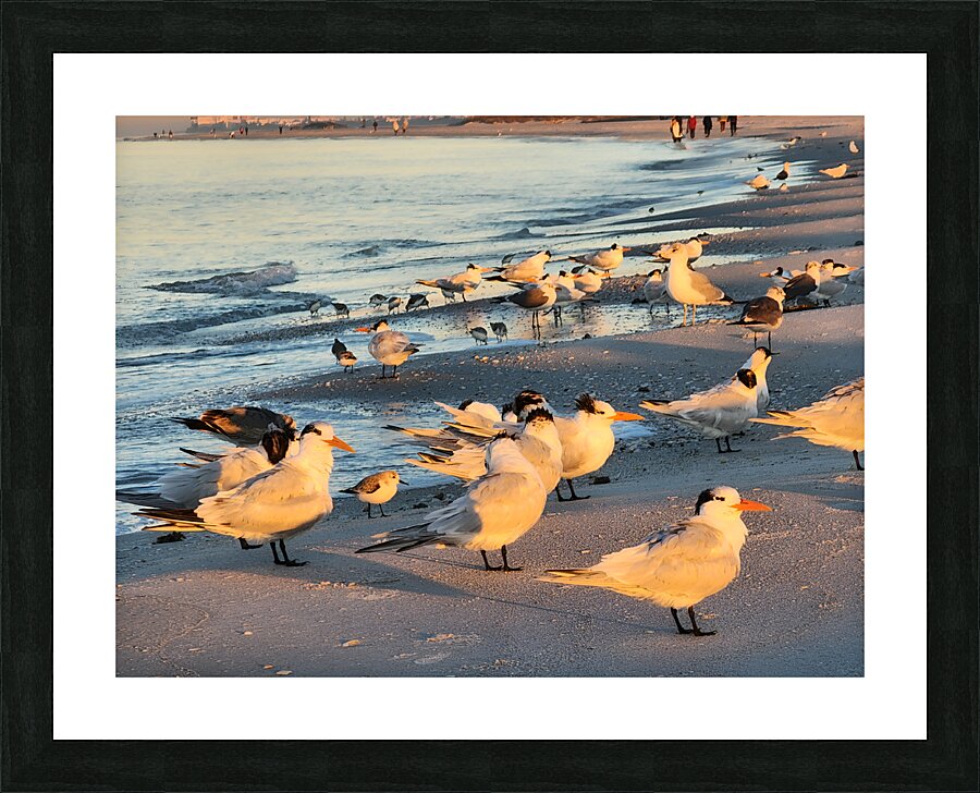 Gulls & Terns Picture Frame print