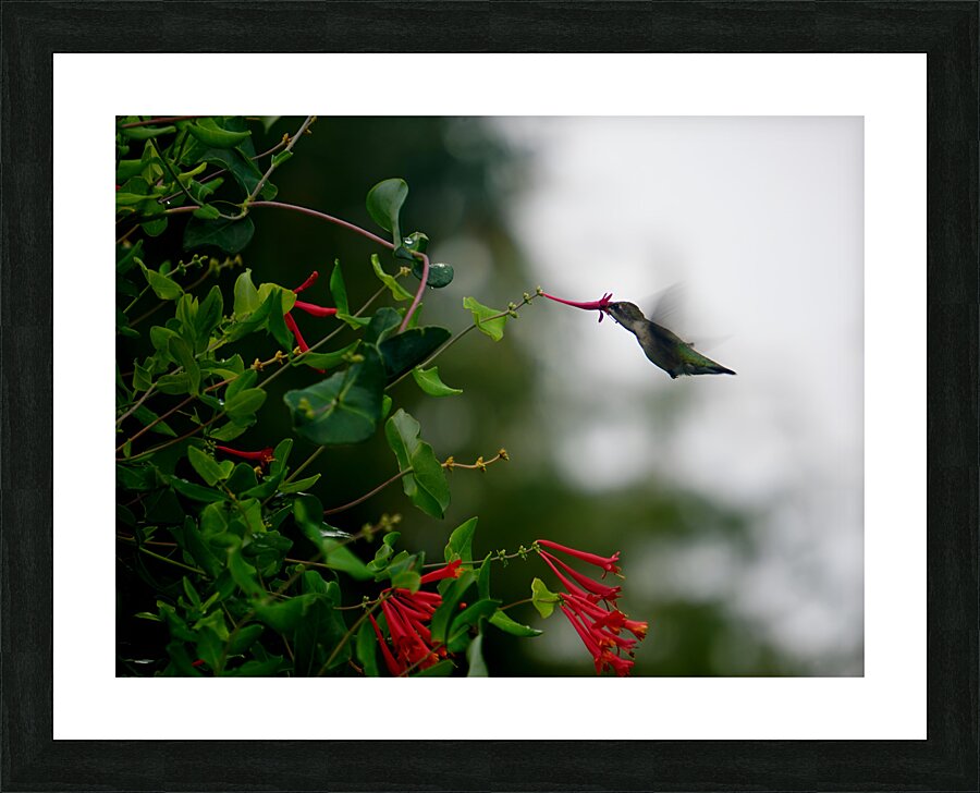 Nectaring Hummingbird Picture Frame print
