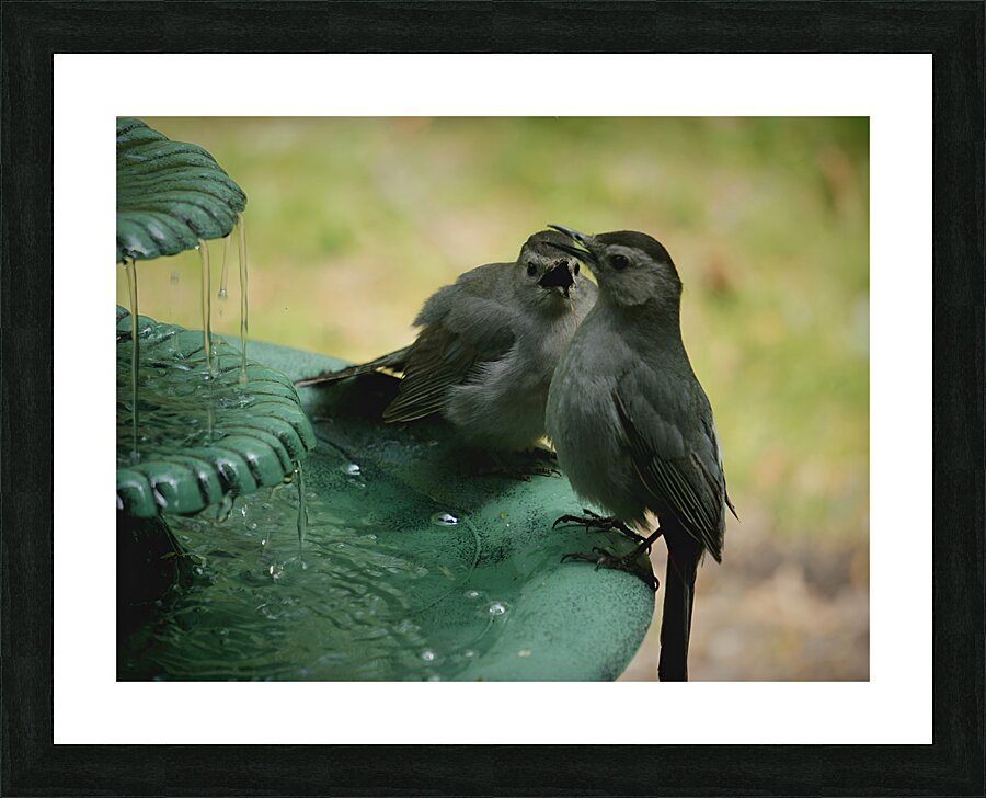 Catbird Scolding Picture Frame print