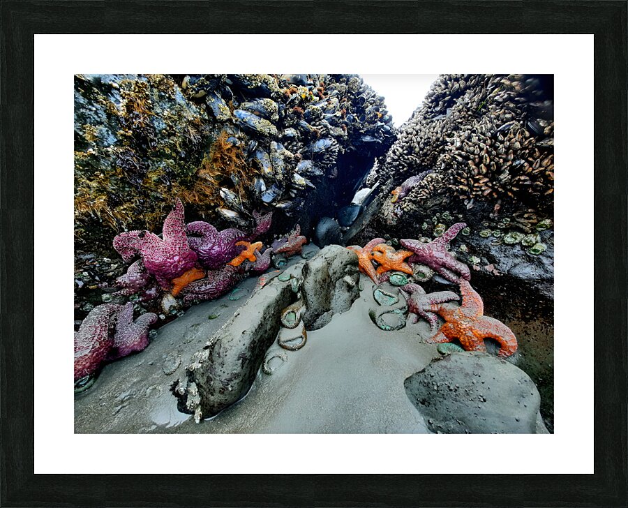 Tidal Pool 2 Picture Frame print