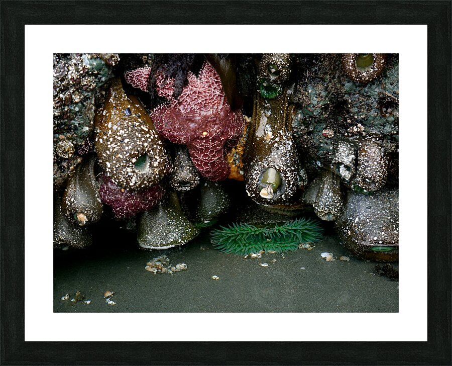 Tidal Pool 5 Picture Frame print