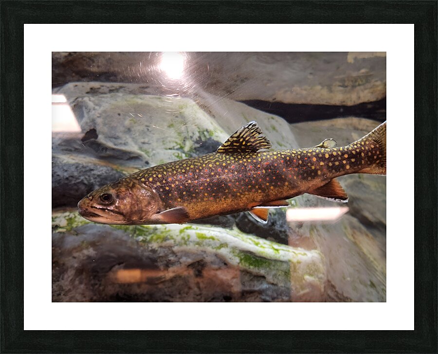 Brook Trout Picture Frame print