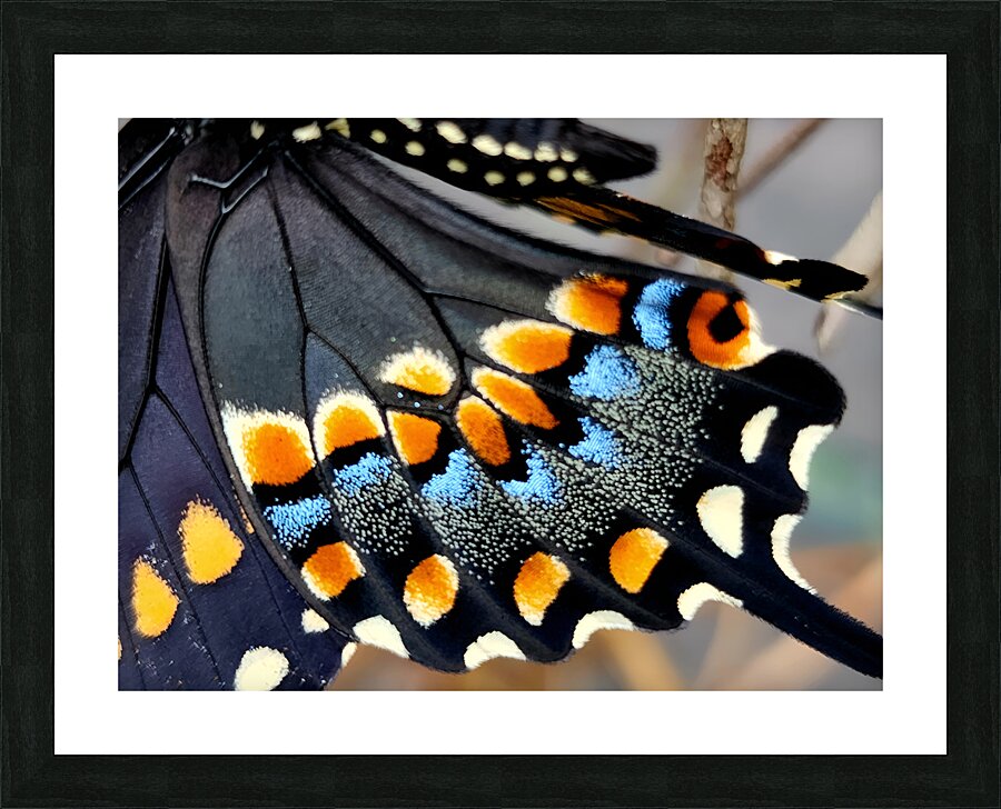Black Swallowtail Closeup Picture Frame print
