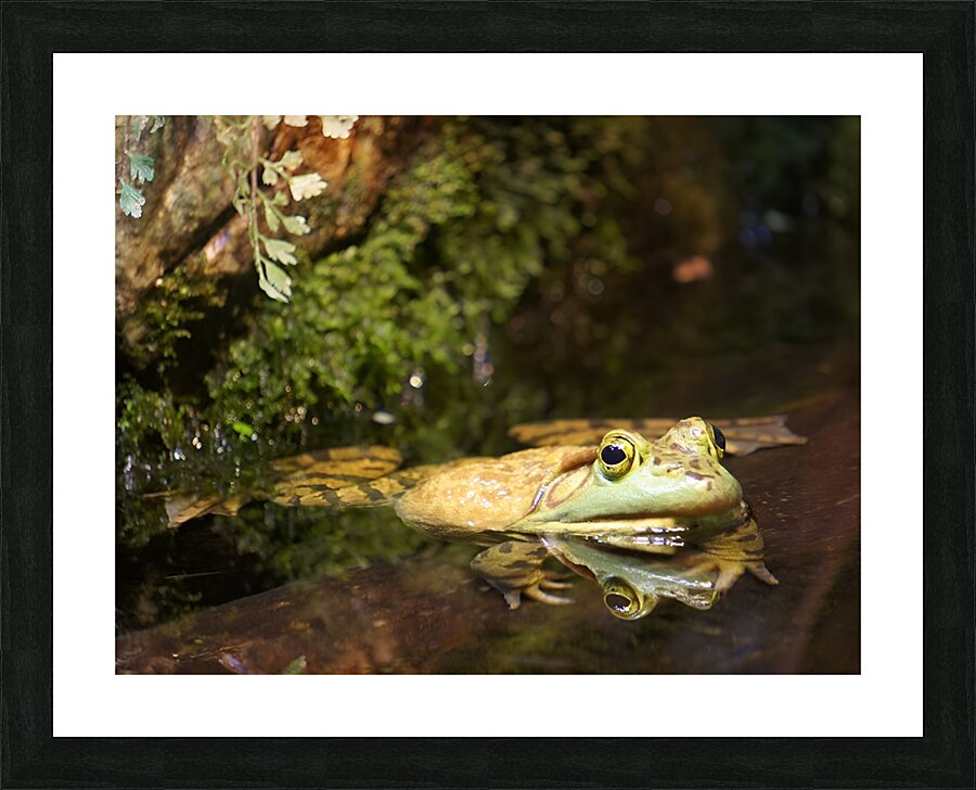 Bull Frog Picture Frame print
