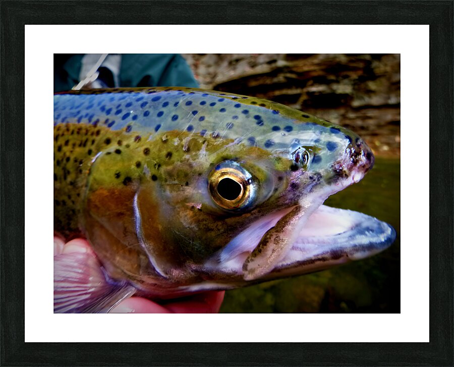 Steelhead Closeup Picture Frame print