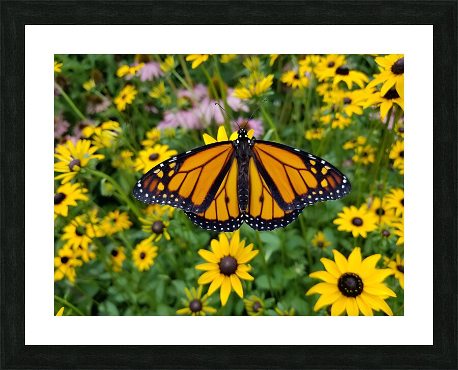 Monarch & Black Eyed Susan Impression et Cadre photo