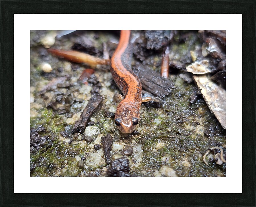 Redback Salamander Picture Frame print