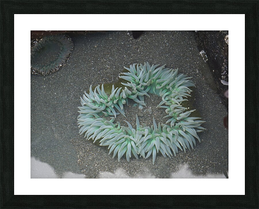 Sea Anemone Picture Frame print