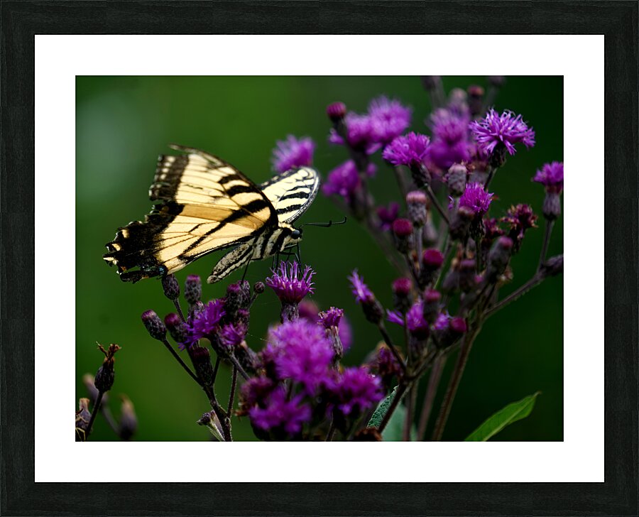 Swallowtail On Ironweed Picture Frame print