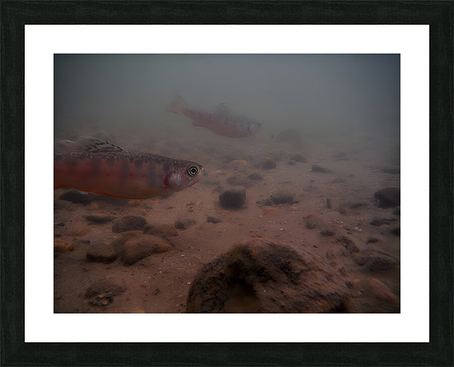 Shade Brook Trout Fave 1 Impression et Cadre photo